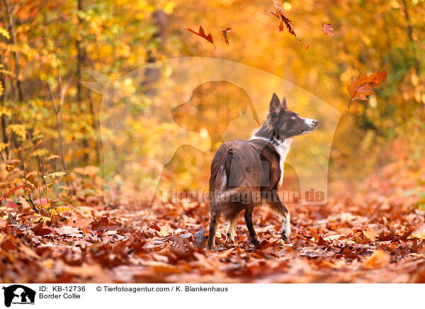 Border Collie / Border Collie / KB-12736