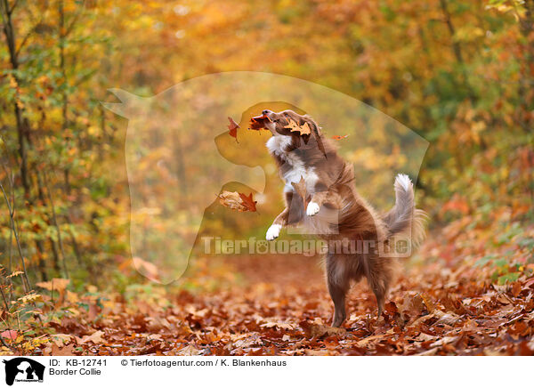 Border Collie / KB-12741