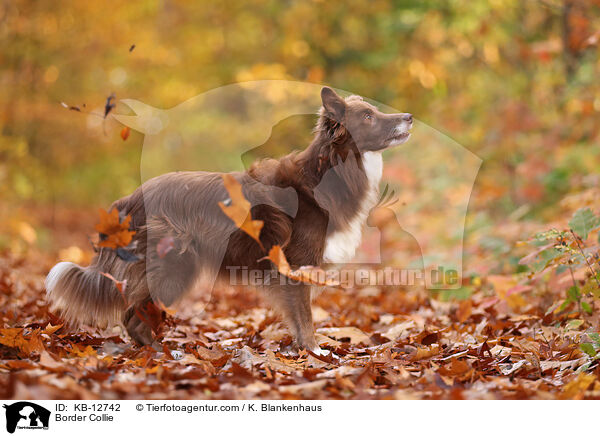 Border Collie / KB-12742