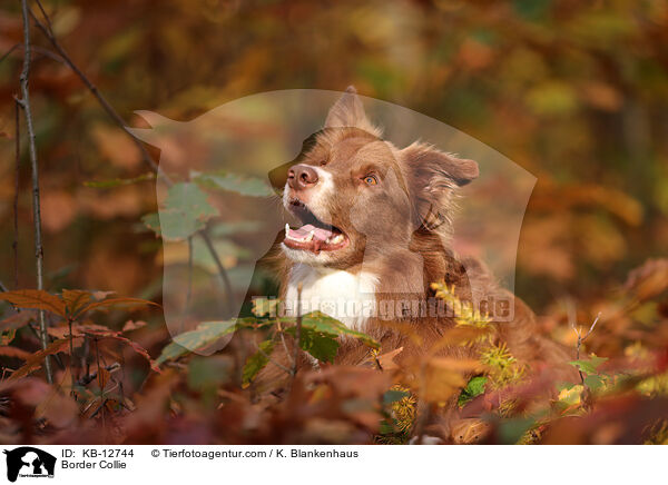 Border Collie / KB-12744