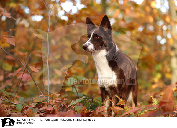 Border Collie / Border Collie / KB-12747