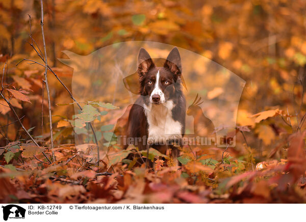 Border Collie / Border Collie / KB-12749