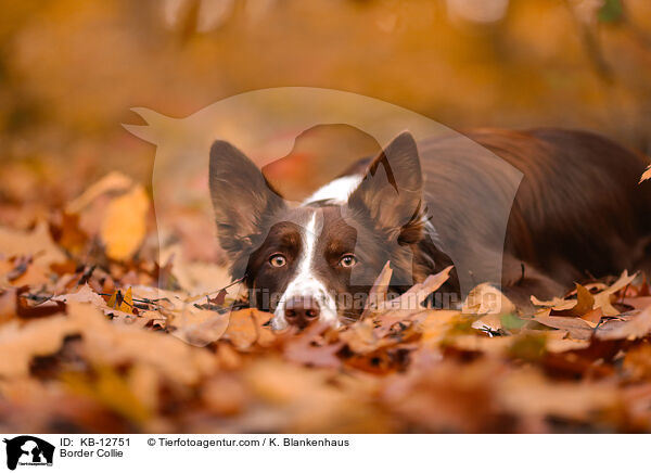 Border Collie / KB-12751