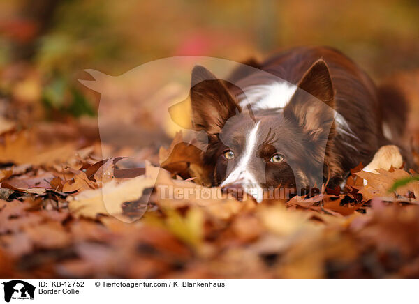 Border Collie / KB-12752