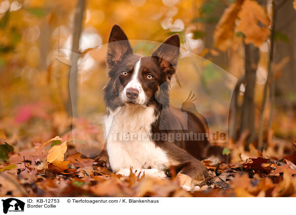 Border Collie / Border Collie / KB-12753