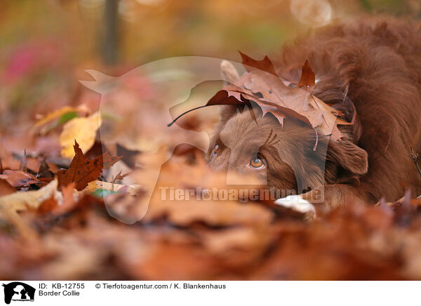 Border Collie / Border Collie / KB-12755
