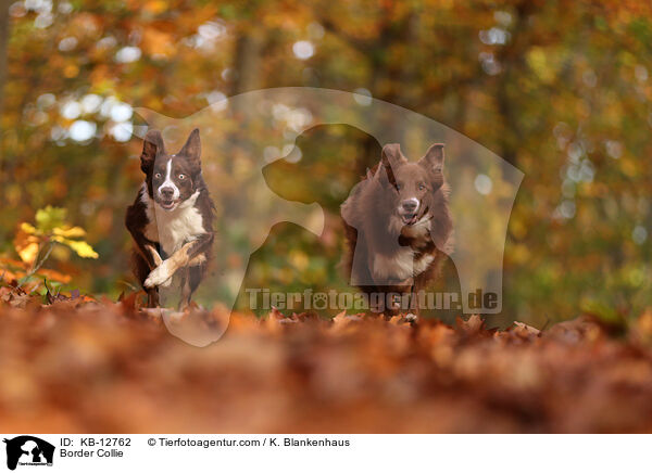 Border Collie / KB-12762