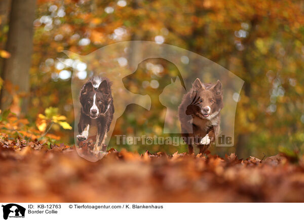 Border Collie / Border Collie / KB-12763