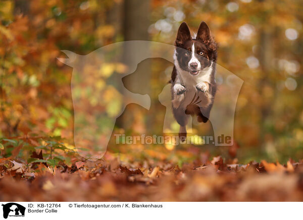 Border Collie / KB-12764
