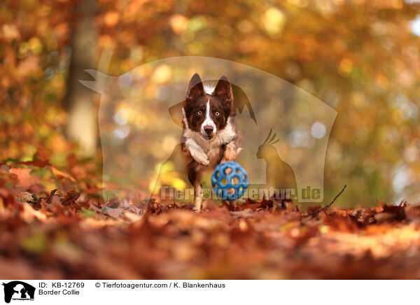 Border Collie / Border Collie / KB-12769