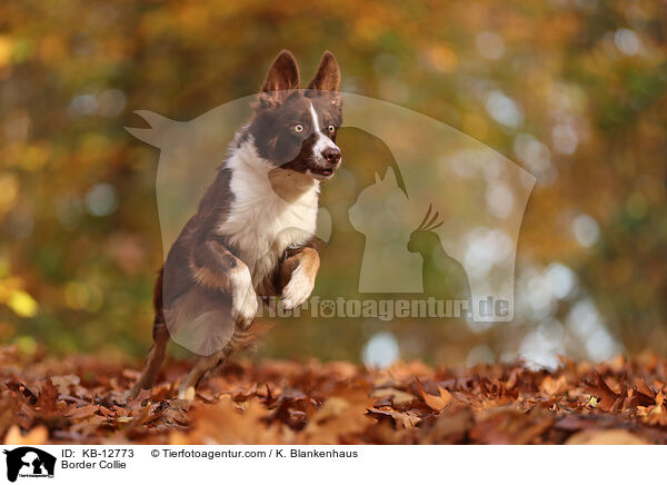 Border Collie / Border Collie / KB-12773