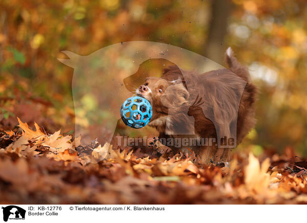 Border Collie / KB-12776
