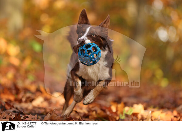 Border Collie / KB-12777