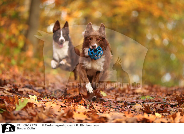 Border Collie / KB-12779