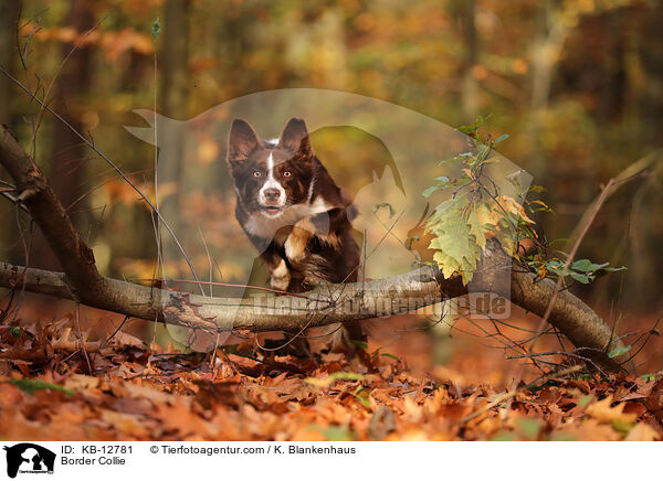 Border Collie / Border Collie / KB-12781