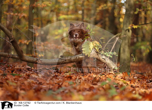 Border Collie / Border Collie / KB-12782