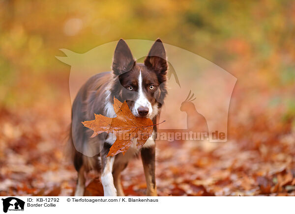 Border Collie / Border Collie / KB-12792