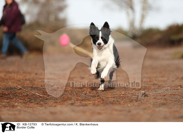 Border Collie / Border Collie / KB-12793