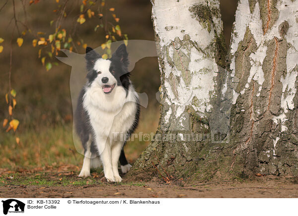 Border Collie / KB-13392