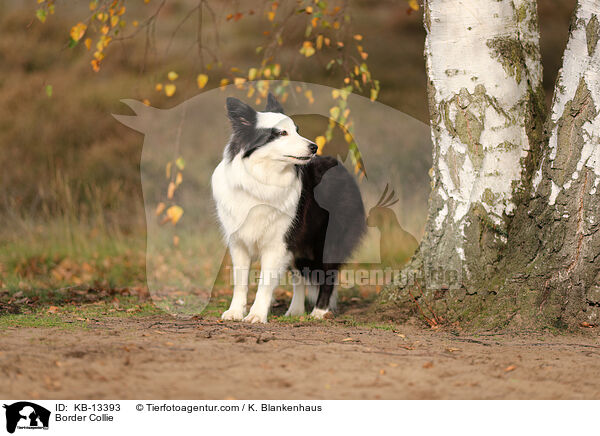 Border Collie / KB-13393