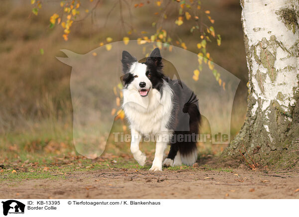 Border Collie / KB-13395