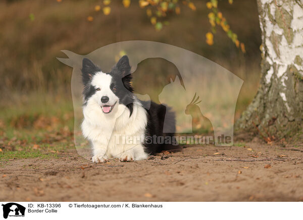 Border Collie / KB-13396