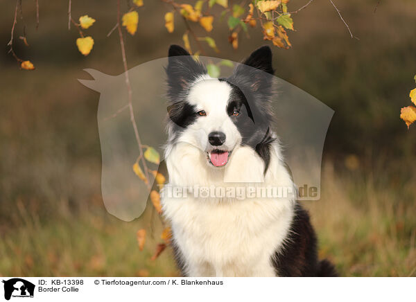 Border Collie / KB-13398
