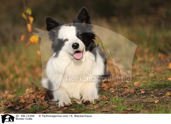 Border Collie / KB-13399