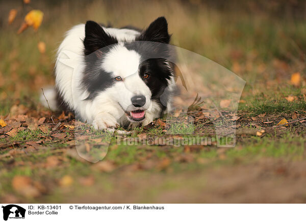 Border Collie / KB-13401