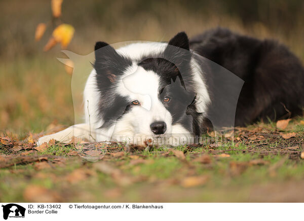 Border Collie / KB-13402
