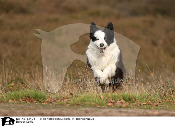 Border Collie / KB-13404