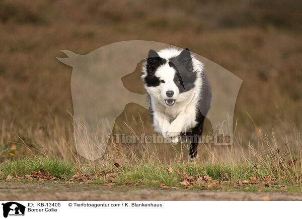Border Collie / KB-13405