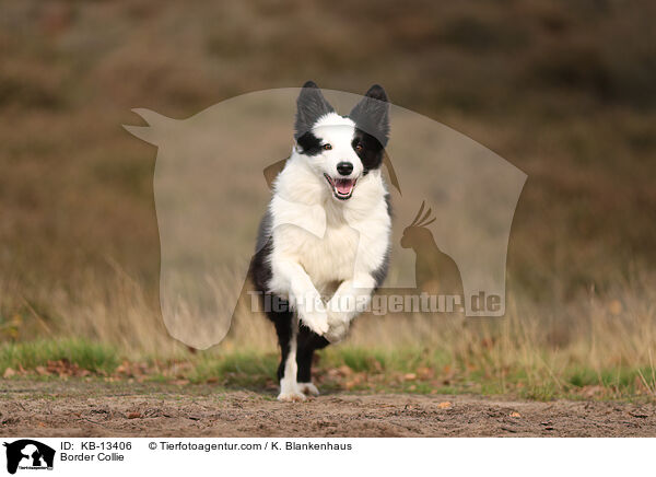 Border Collie / KB-13406