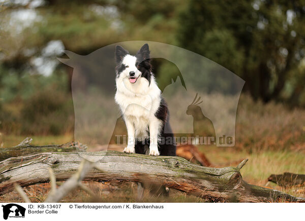 Border Collie / KB-13407