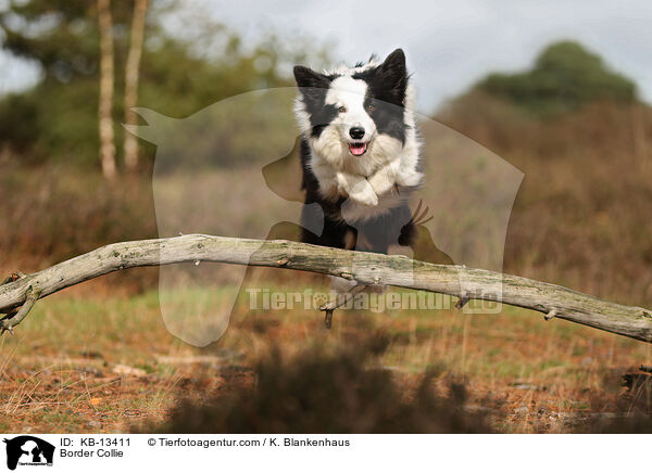 Border Collie / KB-13411