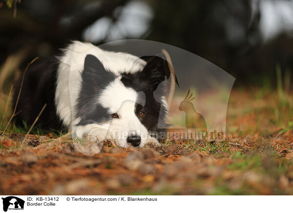 Border Collie / Border Collie / KB-13412
