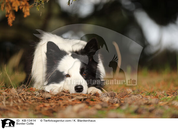 Border Collie / KB-13414