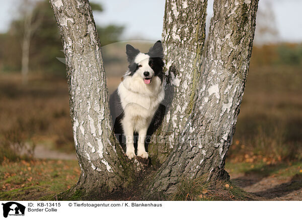 Border Collie / Border Collie / KB-13415