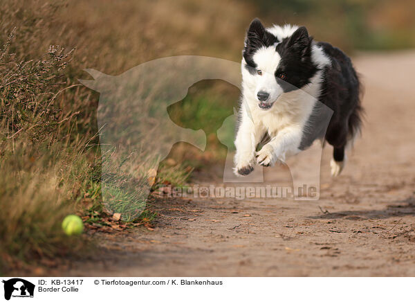 Border Collie / KB-13417