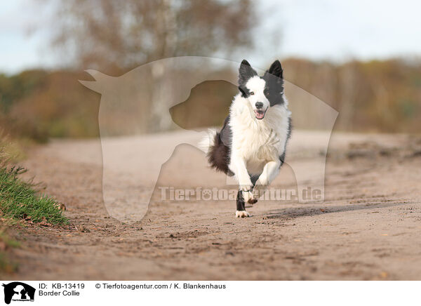 Border Collie / KB-13419