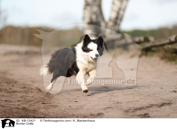 Border Collie / Border Collie / KB-13421