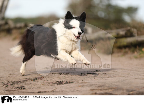Border Collie / Border Collie / KB-13423