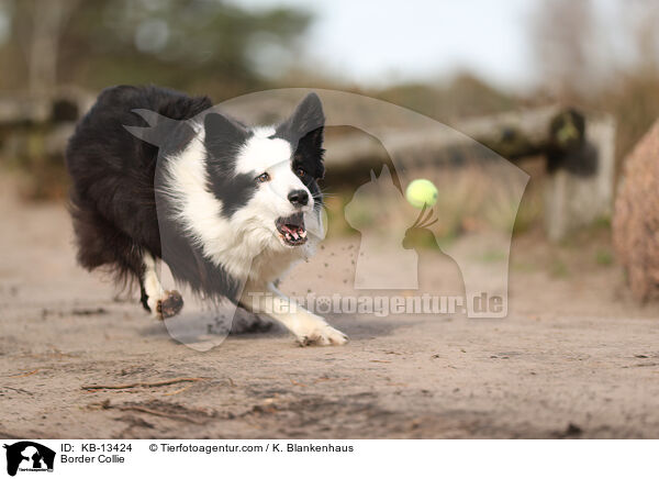 Border Collie / KB-13424