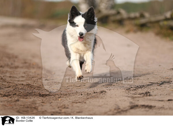 Border Collie / KB-13426