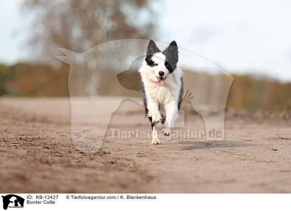 Border Collie / KB-13427