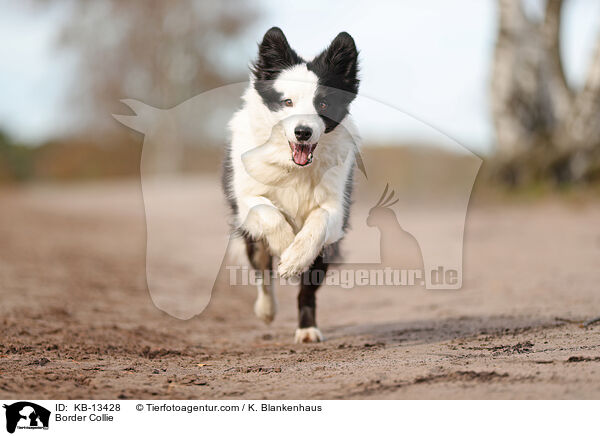 Border Collie / KB-13428