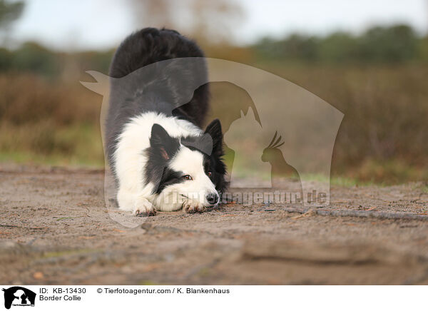 Border Collie / Border Collie / KB-13430