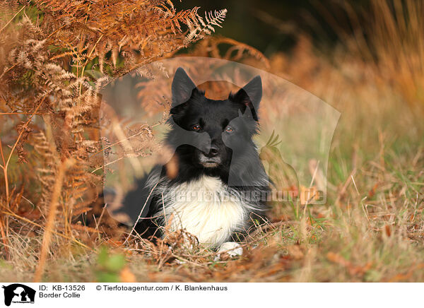 Border Collie / Border Collie / KB-13526