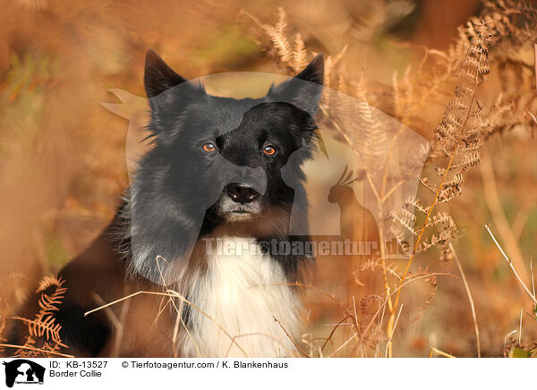 Border Collie / Border Collie / KB-13527