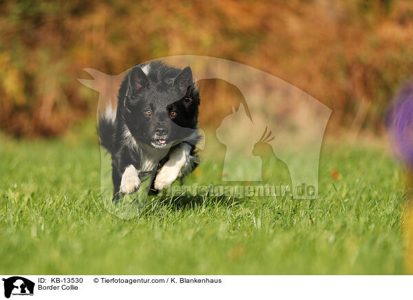 Border Collie / Border Collie / KB-13530
